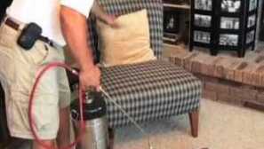 Як позбутися підвальних бліх у будинку чи квартирі, звідки вони родом